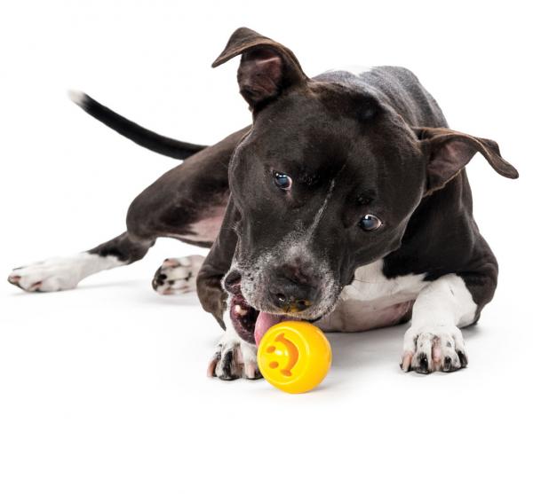 Planet Dog Nooks Happiness Yellow Planet Dog Nooks Happiness Yellow